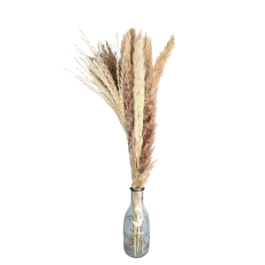MAZZO PAMPAS IN BOTTIGLIA H 10,5 D 4,5 CM   (Cod. 37082-01)