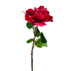 ROSA CON SPINE H60 beauty (Cod. 24055-04)