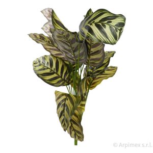 MARANTA X12 80 CM  (Cod. 42291-01)