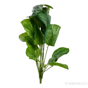 CALATHEA X18 75 CM  (Cod. 42293-01)
