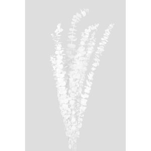 EUCALIPTO BABY STABILIZZATO H65-80 CM bianco (Cod. 42235-01)