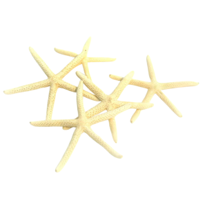 STELLE MARINE PIATTE D9/11CM 10PZ BIANCO  (Cod. 35891-01)