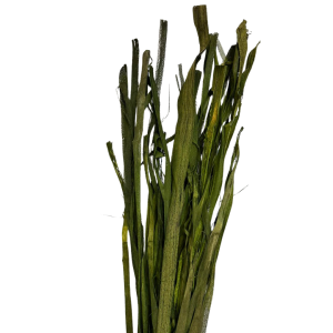 RAFFIA SCHELETRINA COLORATA 100 GR verde-scuro (Cod. 6040-07)