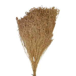 BROOM BLOOM COL. MAZZO GR.100 rosa-antico (Cod. 6013-20)