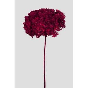 ORTENSIA ANNABELLE STABILIZZATA COLORATA H50 CM rosso (Cod. 42101-13)