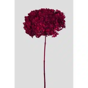ORTENSIA ANNABELLE STABILIZZATA COLORATA H50 CM rosso (Cod. 42101-13)