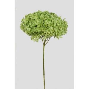 ORTENSIA ANNABELLE STABILIZZATA COLORATA H50 CM verde-mela (Cod. 42101-14)
