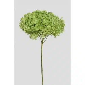 ORTENSIA ANNABELLE STABILIZZATA COLORATA H50 CM verde-mela (Cod. 42101-14)