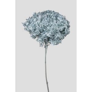 ORTENSIA ANNABELLE STABILIZZATA COLORATA H50 CM azzurro (Cod. 42101-12)
