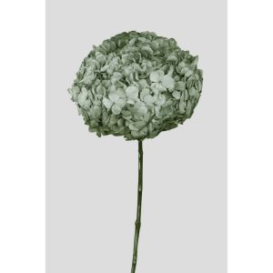 ORTENSIA PETALO GRANDE STABILIZZATA D20 H50 CM verde-salvia (Cod. 42473-02)