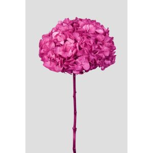 ORTENSIA PETALO GRANDE STABILIZZATA D20 H50 CM ciclamino (Cod. 42473-03)