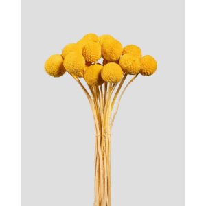 CRASPEDIA 20 STELI STABILIZZATA H30 CM giallo (Cod. 42476-01)
