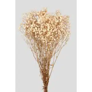 GYPSOPHILA STABILIZZATA H65 CM  crema (Cod. 42526-01)
