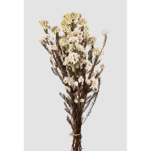 HELICHRYSUM STABILIZZATO 100 GR H70 CM bianco (Cod. 42474-01)