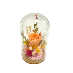 CAMPANA COMPOSIZIONE ROSA STABILIZZATA D8 H15 pesca (Cod. 42449-01)