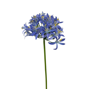 SINGLE AGAPANTHUS 70 CM blu (Cod. 40554-01)