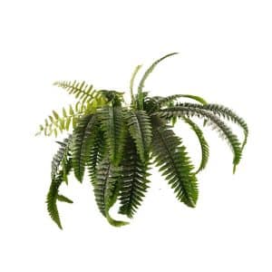 BUSH FELCE H60 CM  (Cod. 27433-01)