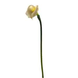 RAMO CALLA CM 75 crema (Cod. 23525-01)