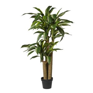 [125] DRACENA CON 117 FOGLIE IN VASO H125 CM  (Cod. 42658-01)