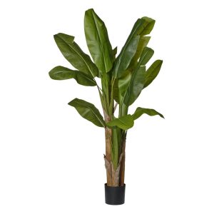 [180] PIANTA BANANO X3 IN VASO H180  (Cod. 42657-01)