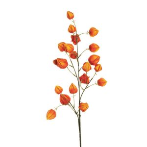 RAMO PHISARIS ALKEKENGI X4 H98 CM arancione (Cod. 42663-01)