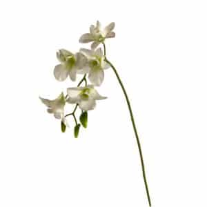 ORCHIDEA SINGAPORE DENDROBIUM 5 FIORI 3 BOCCIOLI 58CM crema (Cod. 22267-01)