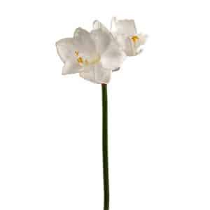 RAMO AMARYLLIS CM61 crema (Cod. 31324-02)