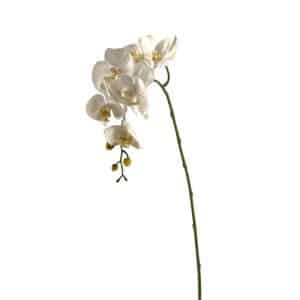 RAMO ORCHIDEA 72CM crema (Cod. 30478-03)