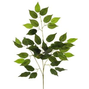 RAMO FICUS X42 FOGLIE verde (Cod. 29682-01)
