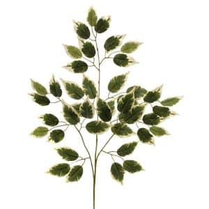 RAMO FICUS X42 FOGLIE variegato (Cod. 29682-02)