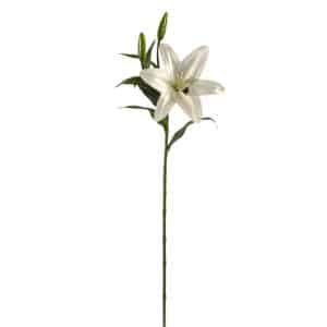 RAMO LILIUM CM75 crema (Cod. 30347-01)