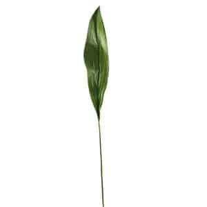 ASPIDISTRA EXTRA LARGE CM 81  (Cod. 29524-01)