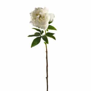 RAMO PEONIA CM68 crema (Cod. 33604-03)