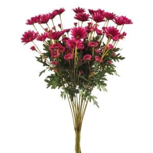 BUSH MARGHERITA X18 CM60 fucsia (Cod. 20524-06)