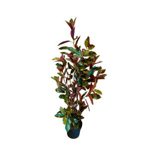 [88] PIANTA DAPHNE 230 FOGLIE IN VASO H88 CM  (Cod. 42675-01)