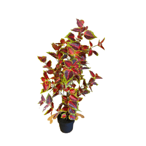 [88] PIANTA PERILLA 230 FOGLIE IN VASO H88 CM  (Cod. 42676-01)
